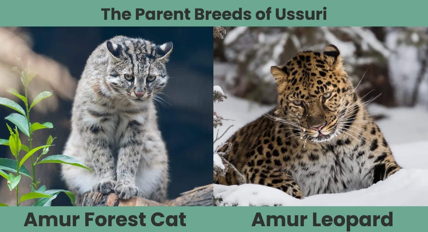The Parent Breeds of Ussuri