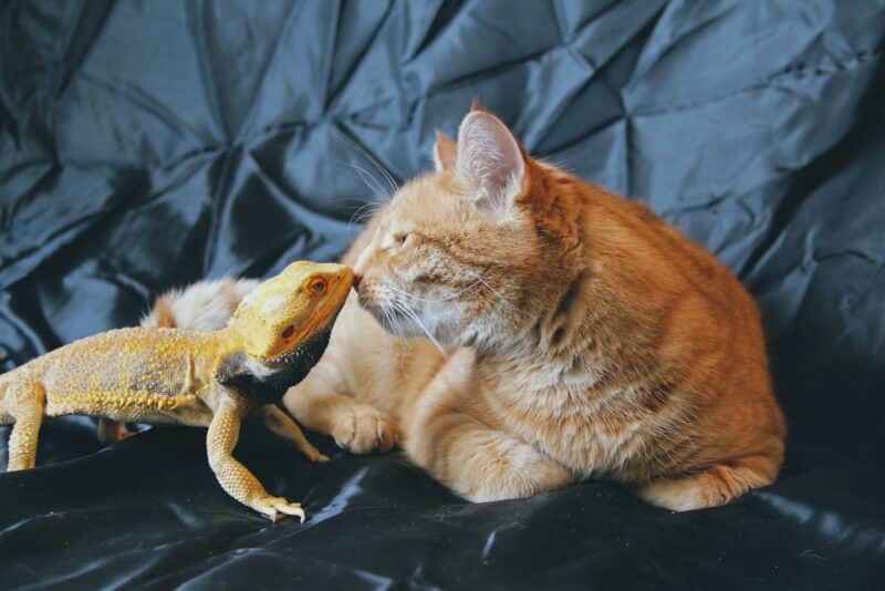 The bearded dragon with cat