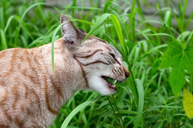 The cat is eating grass in the garden