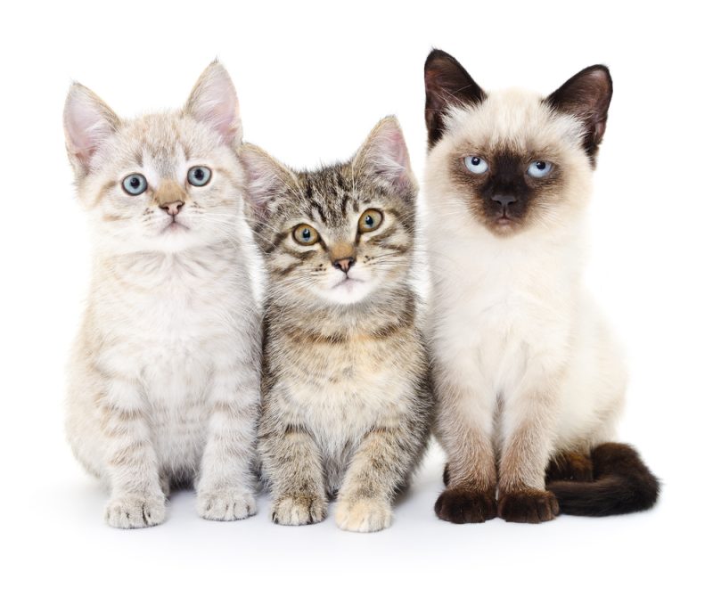 Three cats kitten