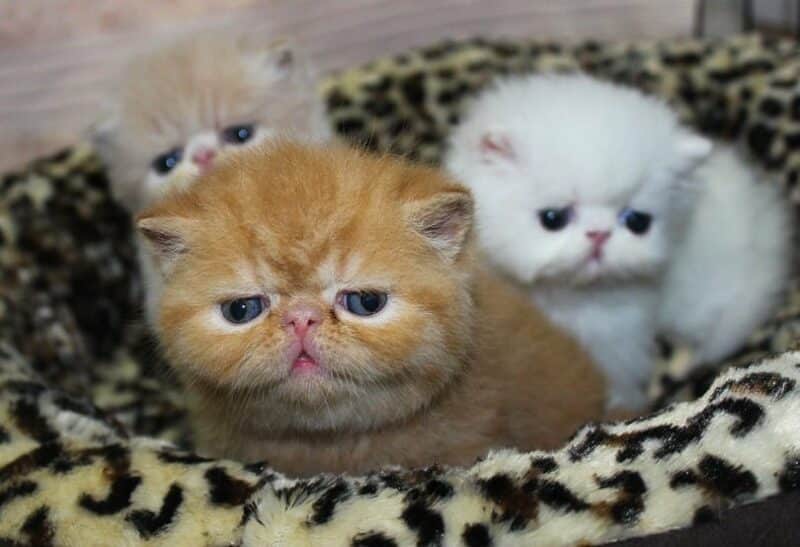 Three little Exotic Shorthair Kittens_Studio95_shutterstock