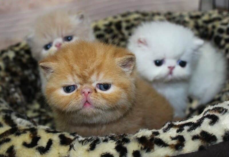 British shorthair flat sales face