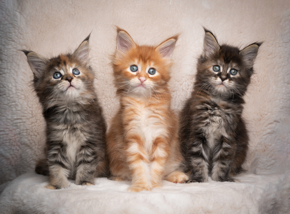 Three,Different,Colored,Maine,Coon,Kittens,Sitting,Side,By,Side