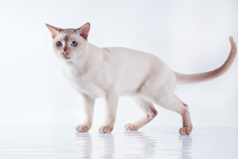 Tonkinese Cat standing on a white background