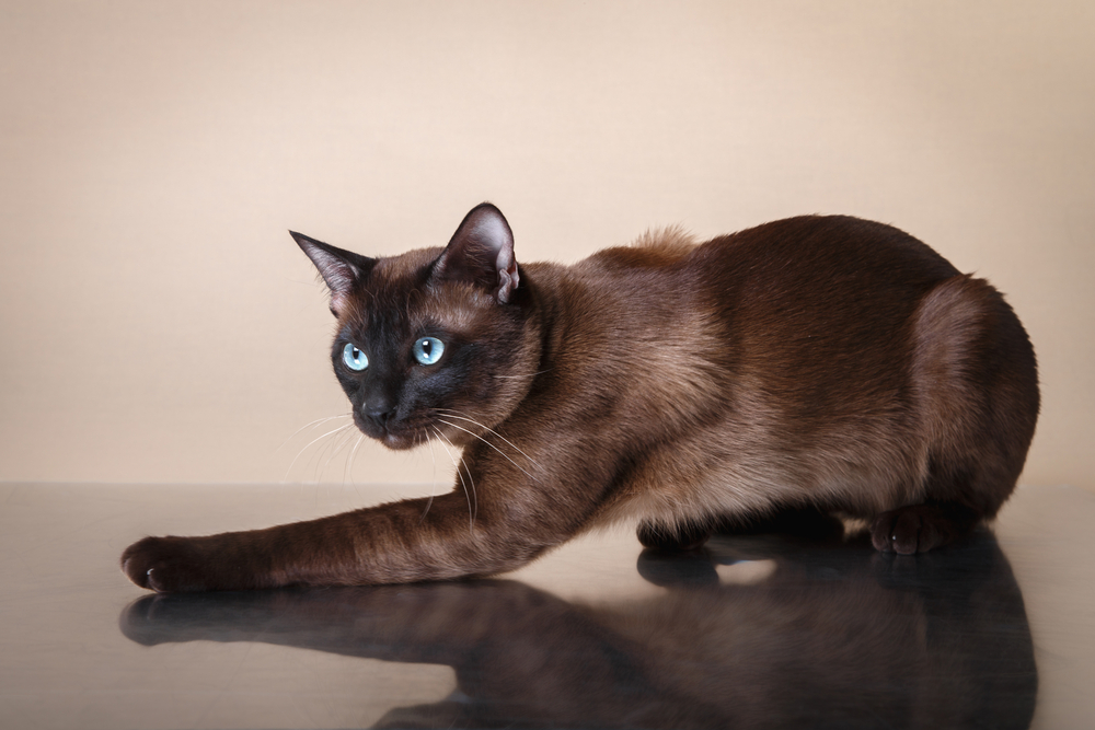 Tonkinese cat on a beige