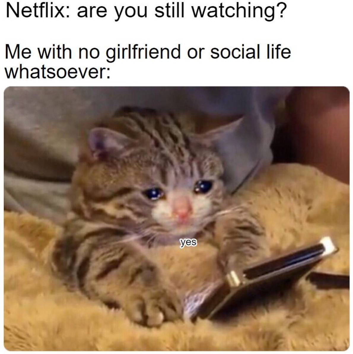 Too Real Cat