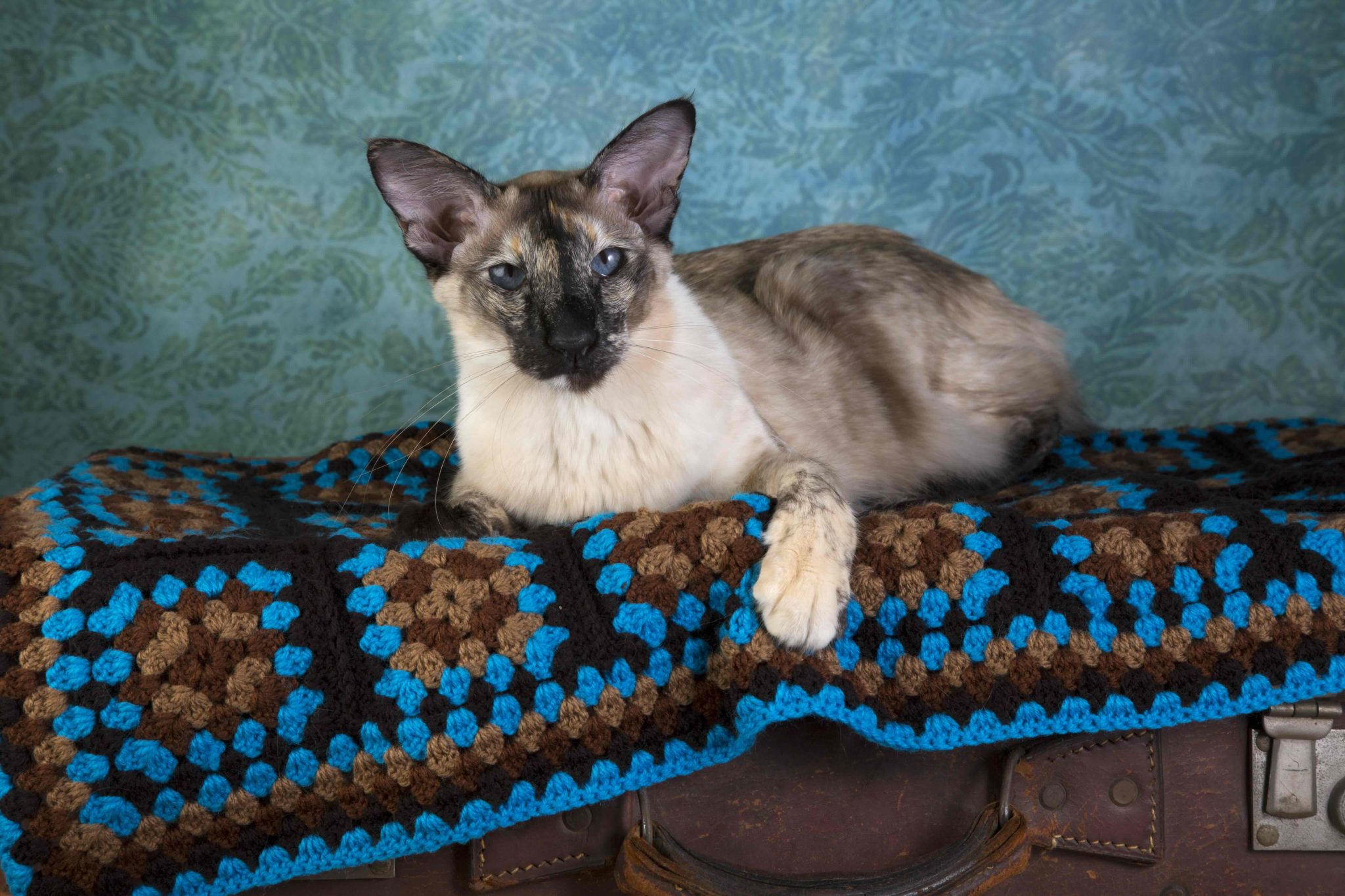 Tortie Point Balinese Cat