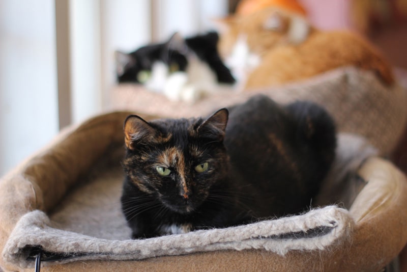 Tortishell cat laying on a heat pad