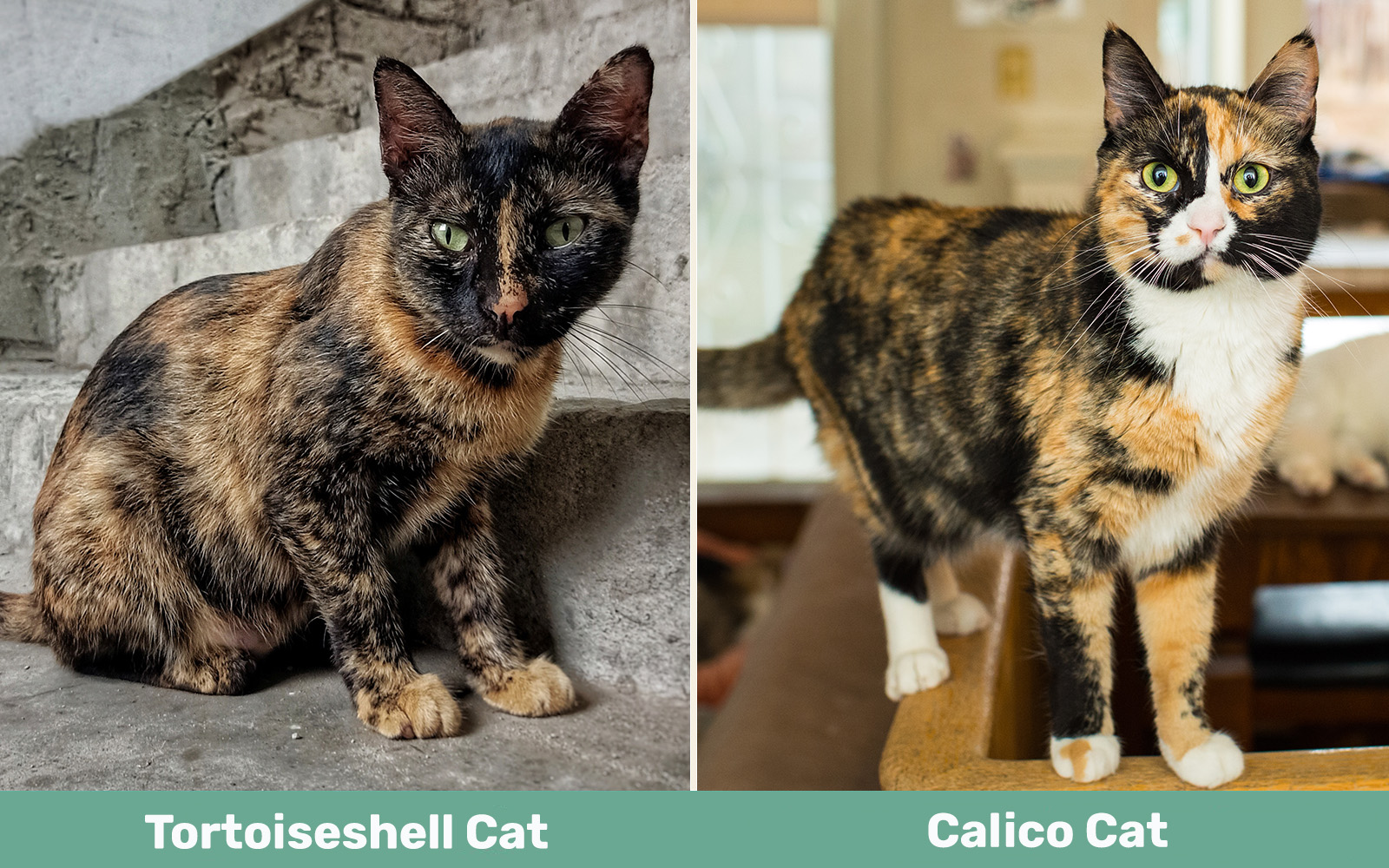 Tortoiseshell Cat vs Calico Cat side by side_latest