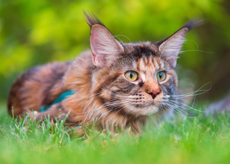 Tortoiseshell Maine Coon cat with leash in backyard