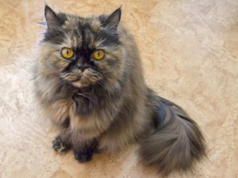 Tortoiseshell Persian cat staring up the camera