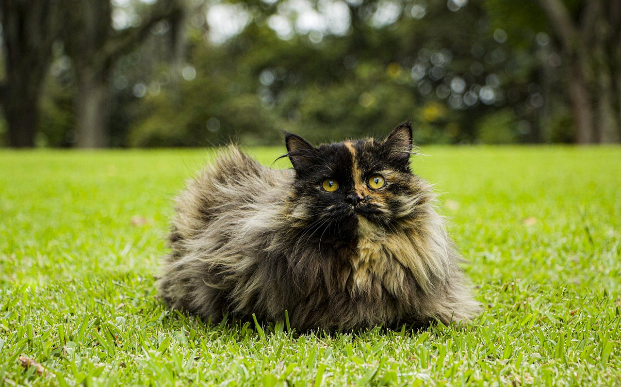 Tortoiseshell Shorthair cat