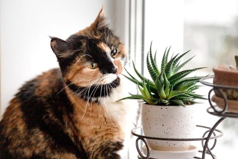 Tortoiseshell looking at succulents plant in a pot