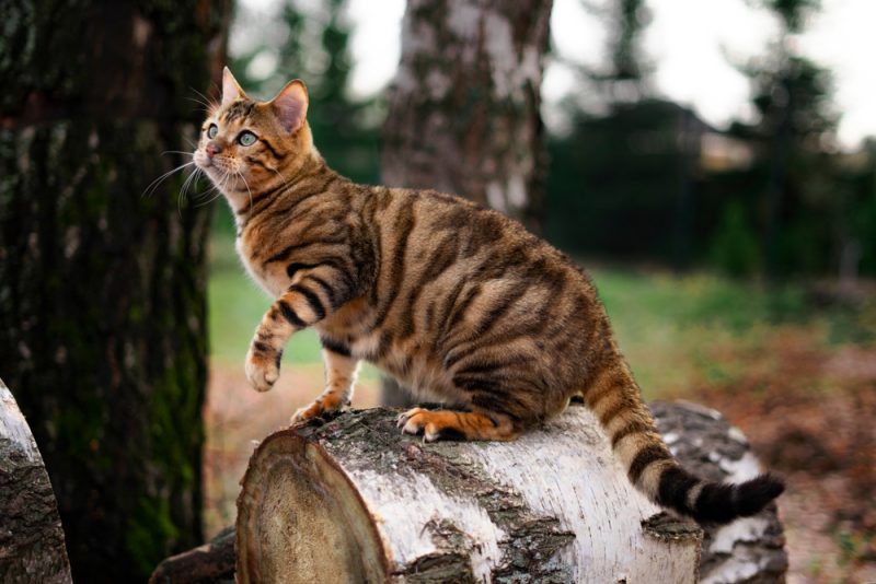 Toyger Cat sitting on a dead tree in the woods