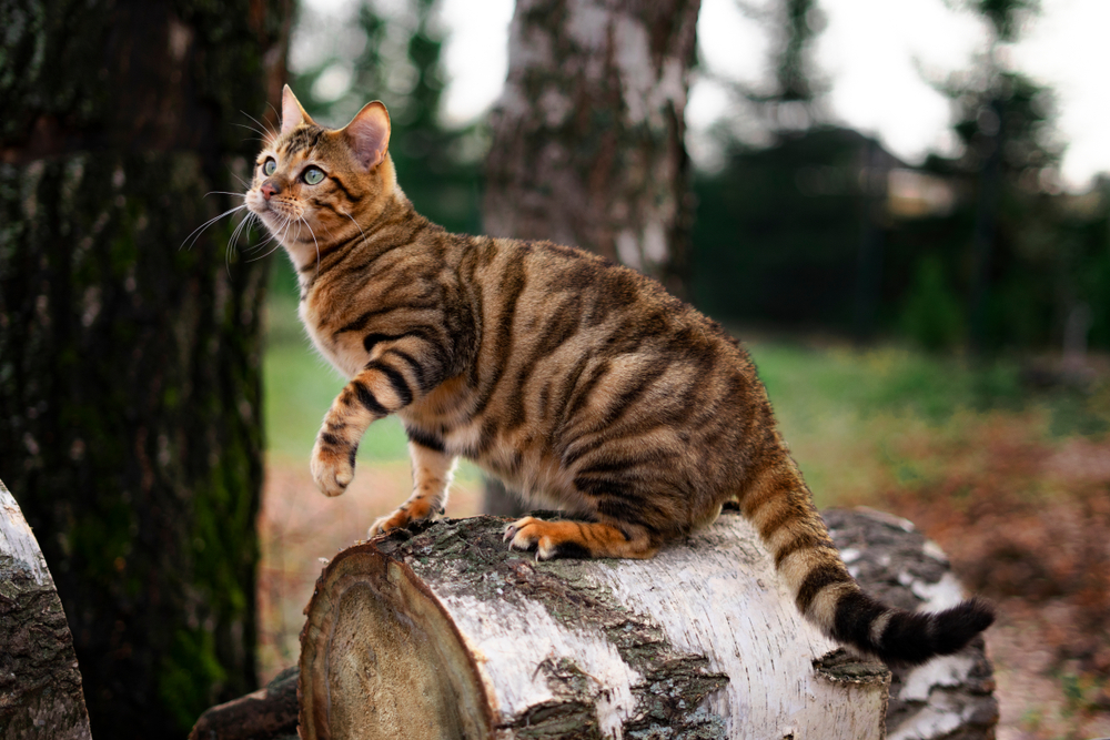 Toyger Cat sitting on a dead tree in the woods