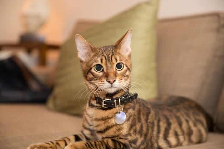 Toyger Cat