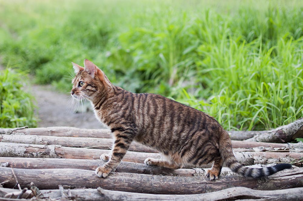 Toyger cat on a white tree