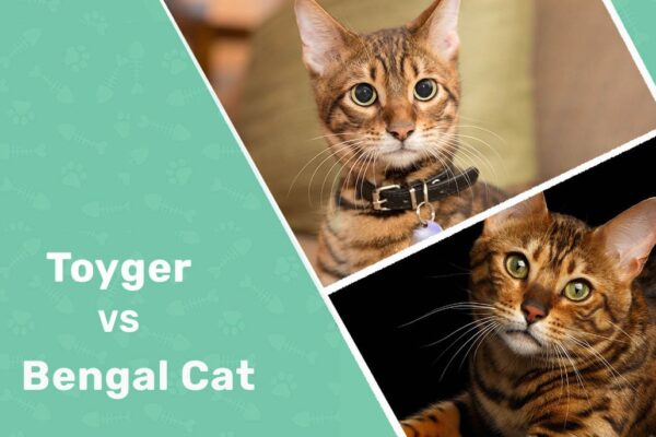 Toyger vs Bengal Cat
