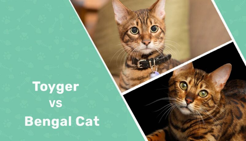 Toyger vs Bengal Cat
