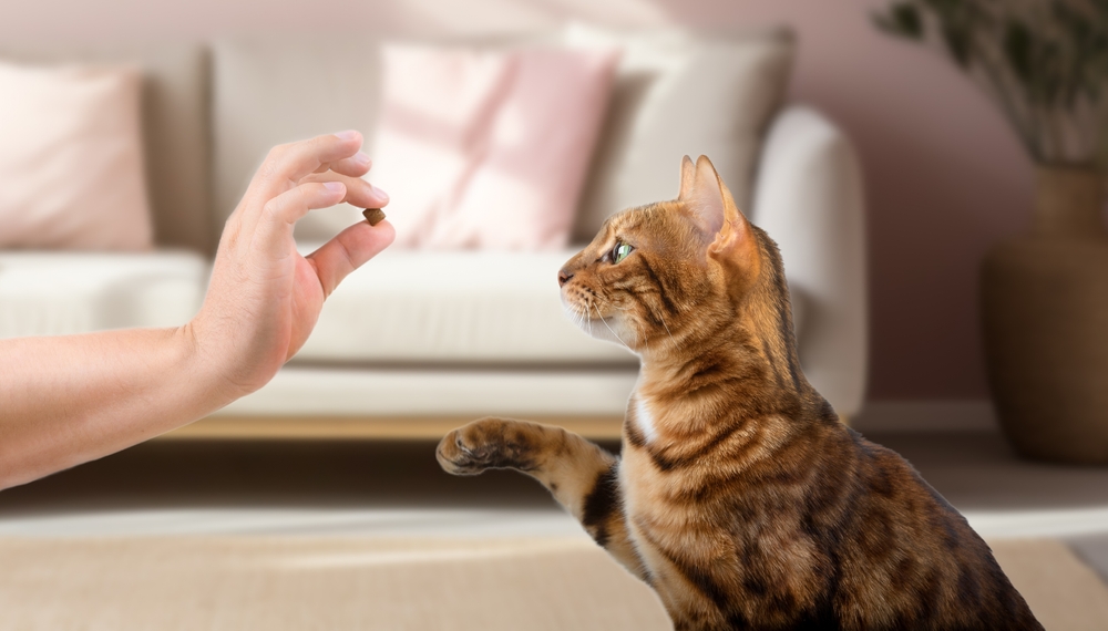 Training a cat with treats