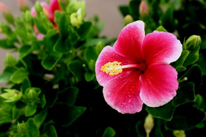 Tropical hibiscus plant with flower blooming
