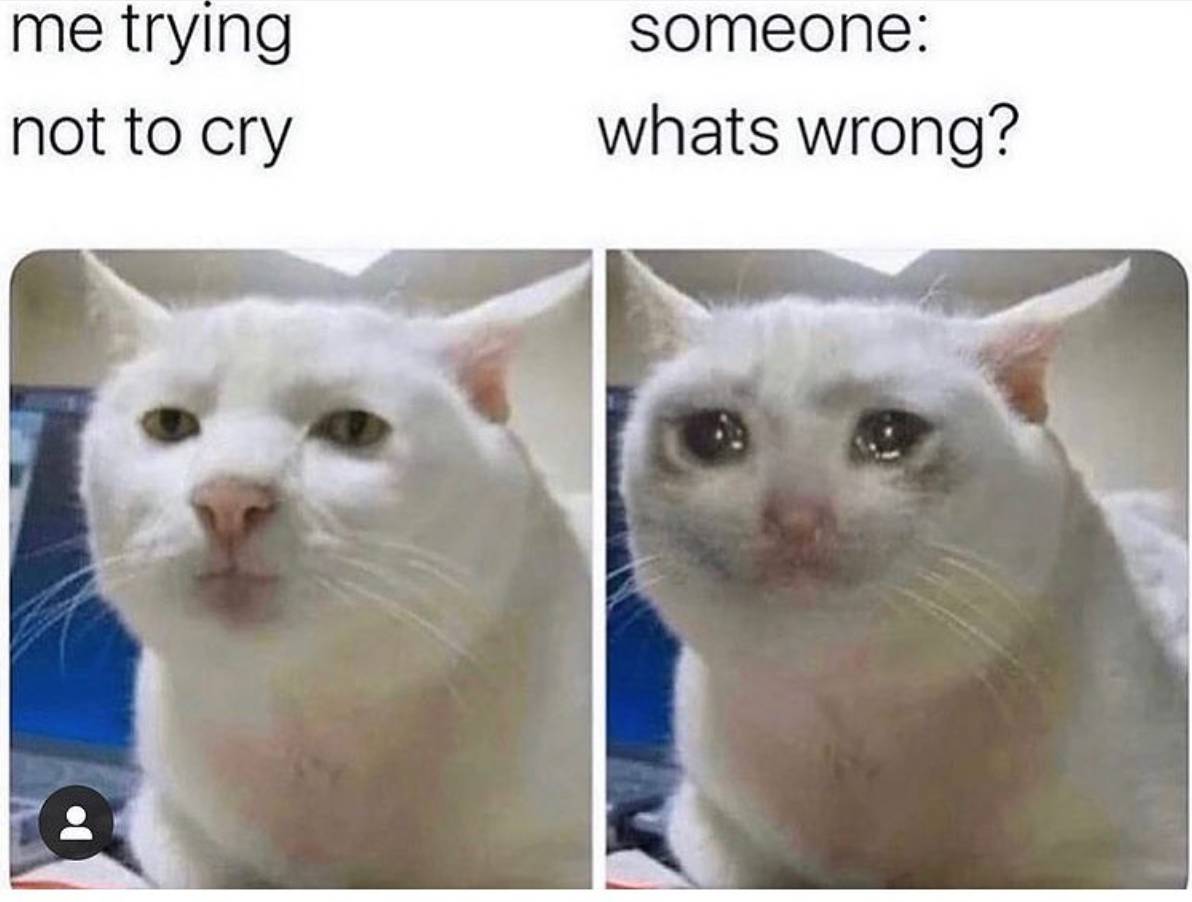 50 Perfect Crying Cat Memes Sad But Hilarious Jokes Catster