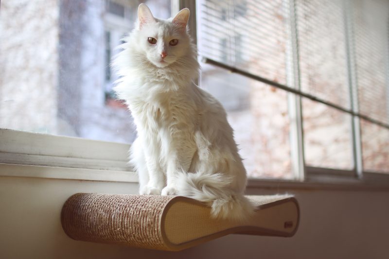 Turkish Angora White cat sitting near a window