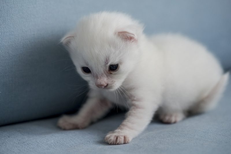 Turkish Angora kitten on the couch