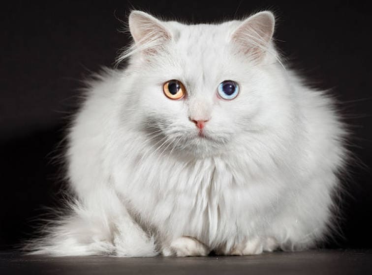 Turkish Angora white with odd eye color