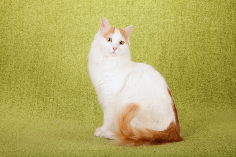 Turkish Van Cat sitting on a green background