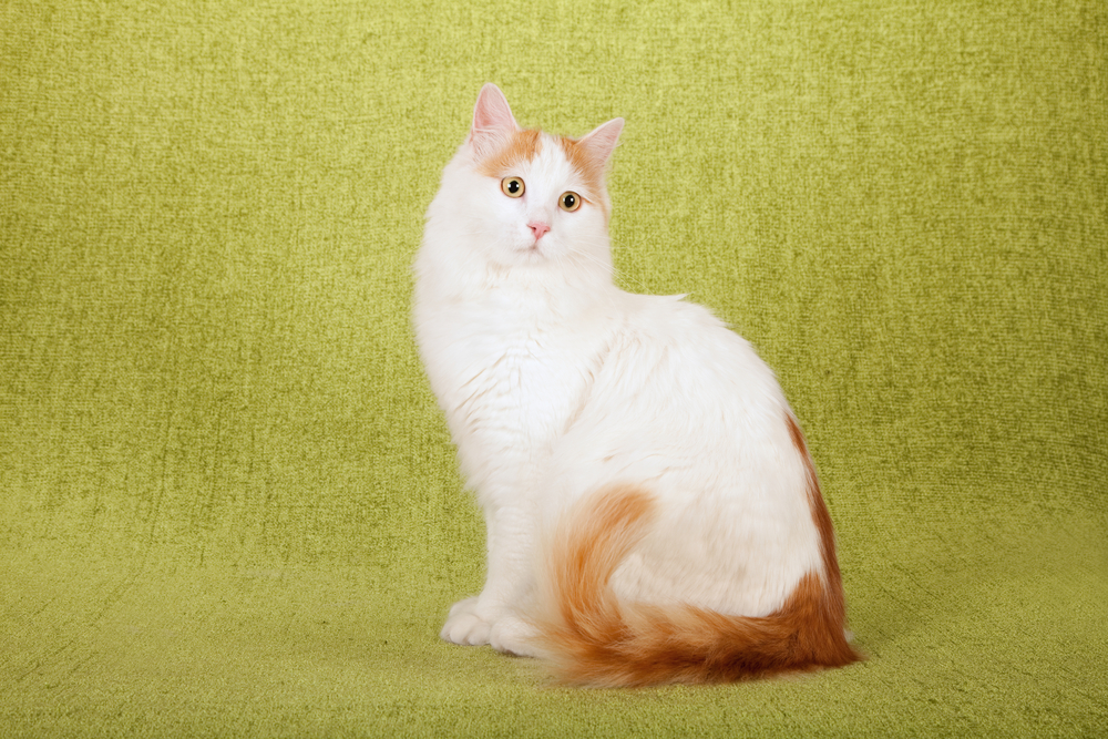 Turkish Van Cat sitting on a green background