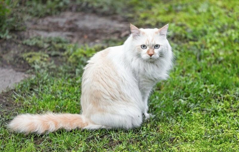 Turkish Van sitting in the garden