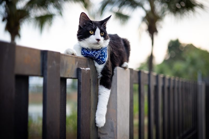 Tuxedo cat on the fence