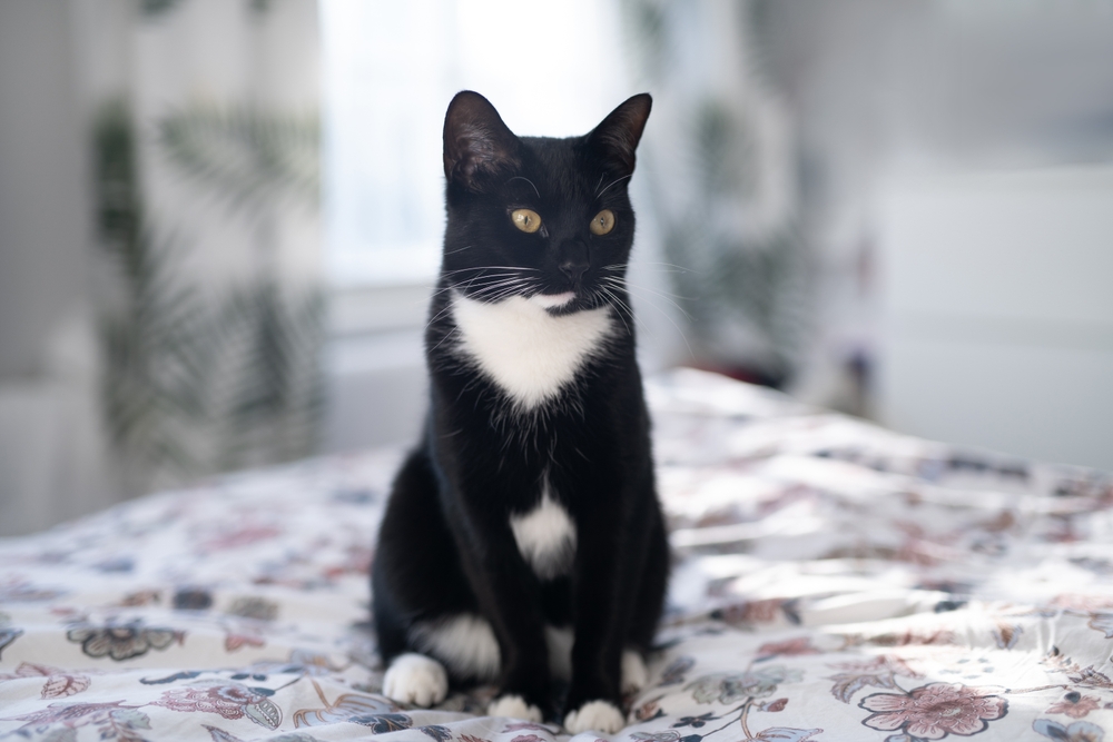 Tuxedo indoor cat sitting on the bed
