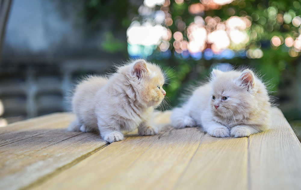 Twin Munchkin cat