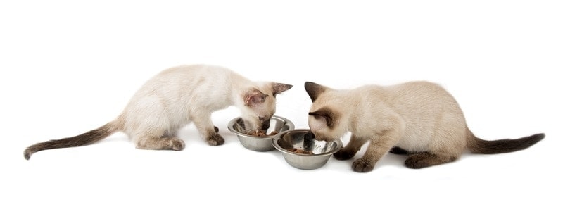 Two Siamese kittens eating