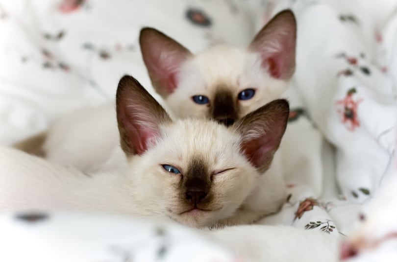 Two amusing siamese kittens on the beautiful bed-clothes
