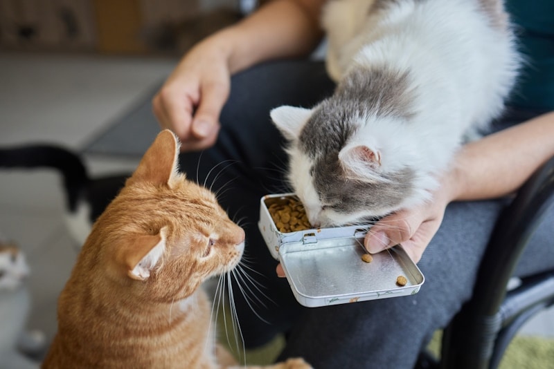 Two cats being fed cat food from a tin can