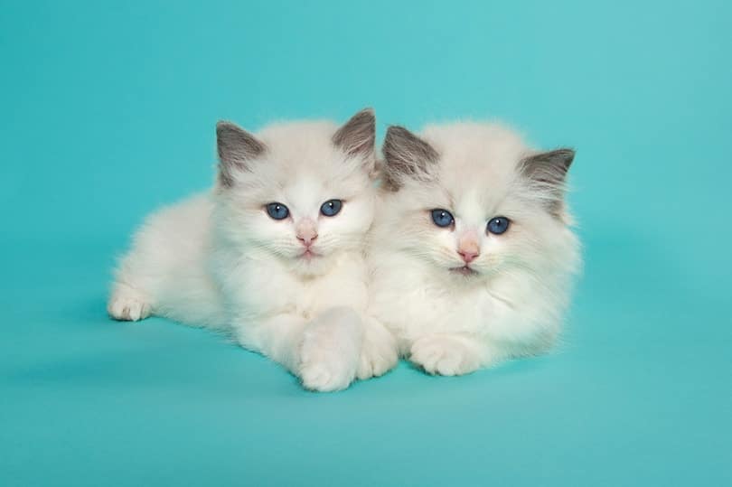 Two cute ragdoll kittens with blue eyes lying down together on a blue background