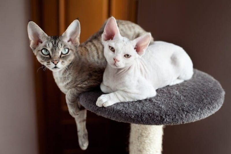 Two devon rex cats are sitting on the scratching post