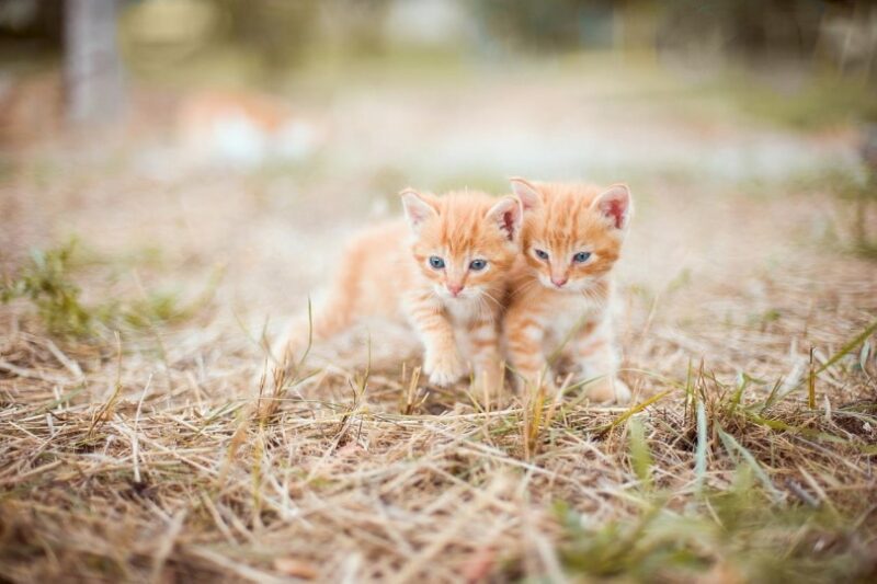 Two orange kittens standing in hay