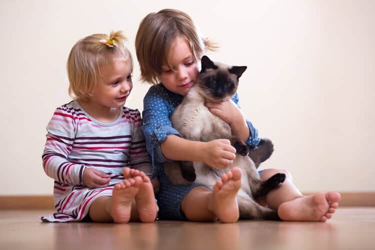 Siamese cat with kids