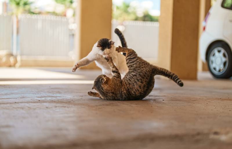 Two stray cats are fighting on the street