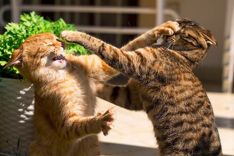 Two young ginger and brown cats fighting in the garden