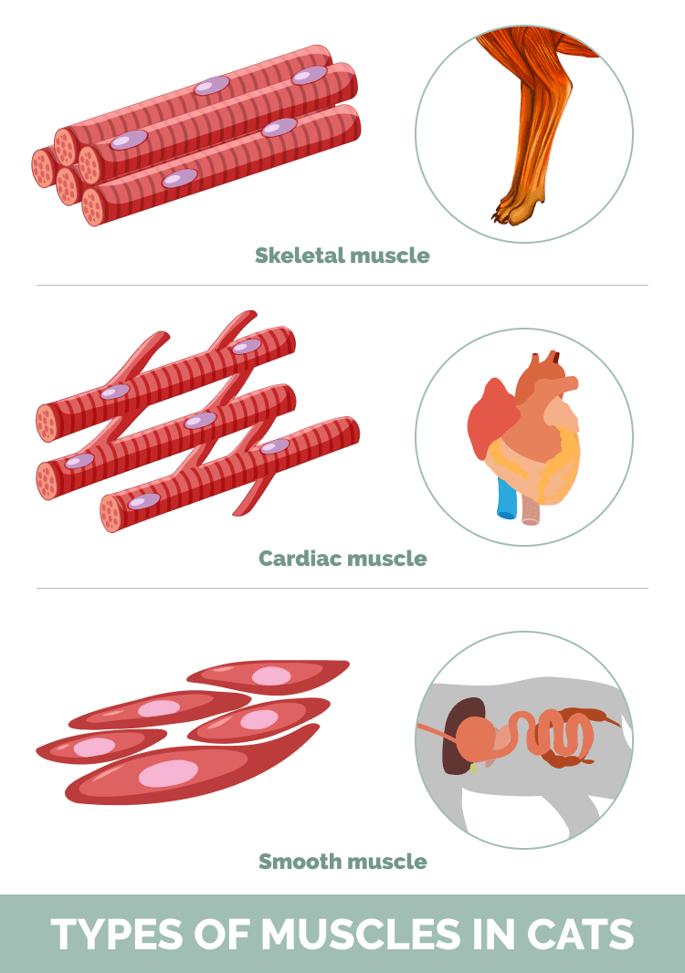 Types of Muscles in Cats