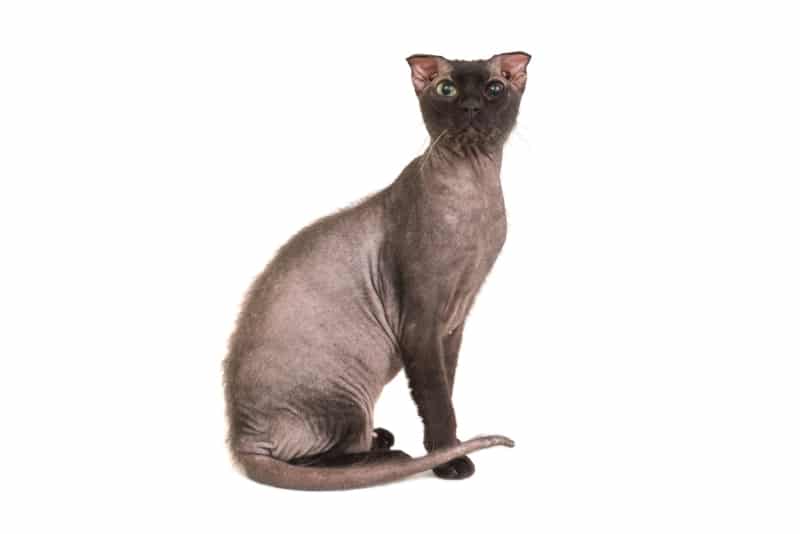 Ukrainian Levkoy cat on white background