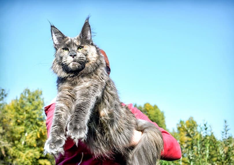 Very big blue maine coon cat in forest