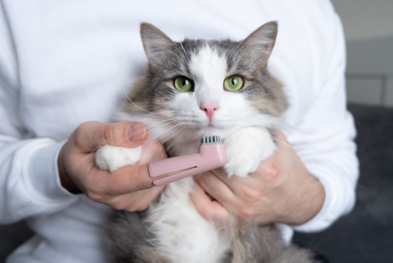 Vet Cat Toothbrush
