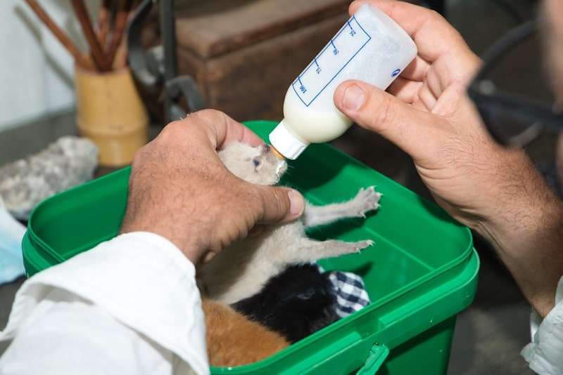 Vet bottle-feeding a newborn kitten