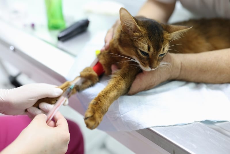 Vet giving injection to cat